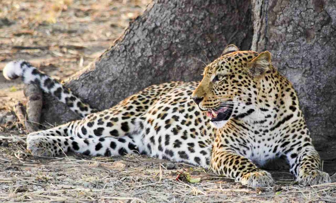 Un léopard tacheté allongé à l'ombre d'un tronc d'arbre dans la savane, observé lors d'un Safari Tanzanie.