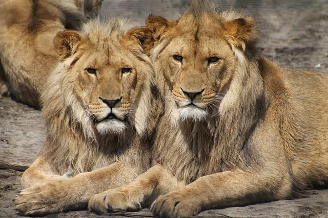 Deux jeunes lions mâles à la crinière naissante se reposent côte à côte sur la terre lors d'un Safari Tanzanie.